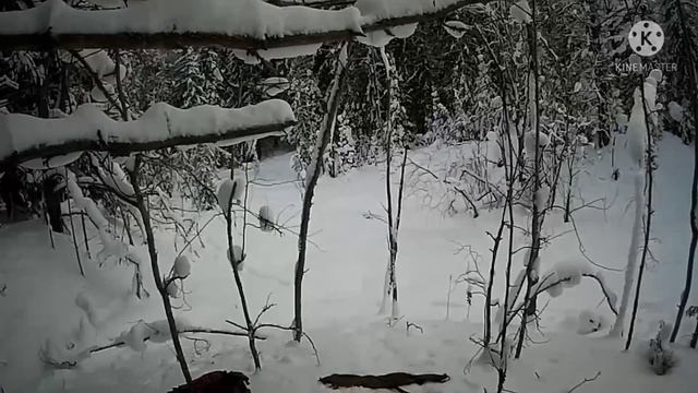 Охота на волка!!! МАТЁРЫЙ в окладе!!! Волчатники за работой!!!!/Wolf hunting!!! Wolves at work!!!