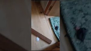 Квартира после квартирантов.