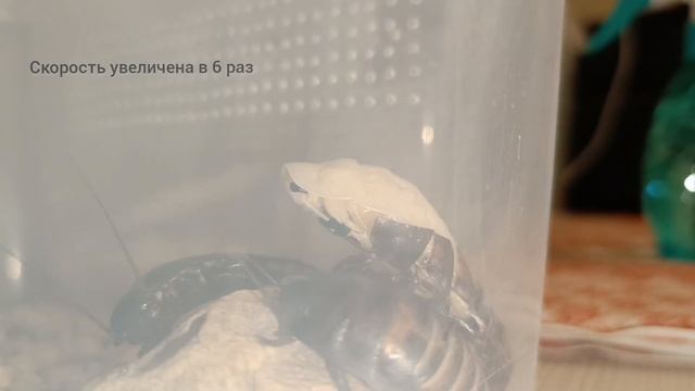 Мадагаскарский шипящий таракан. Линька