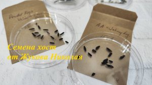 Семена хост от Жукова Николая