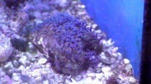 Часть 11 Морской аквариум подготовка к отпуску!