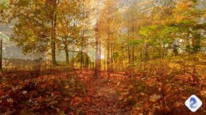 #РоняетКленБагряныйЛист#Видеоklass#ЖаннаДаценко#НаВолнеМелодии#БагрянаяОсень#КрасотаПрироды#