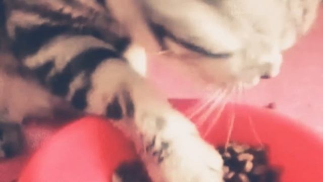 Смешные котики. Позитив    #cat  #котики  #кошки