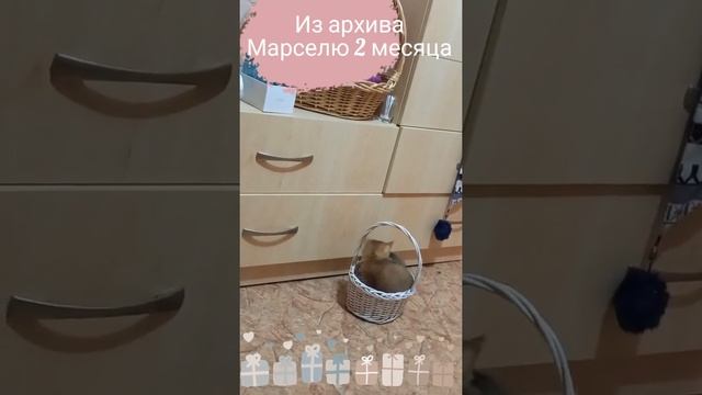 Из архива. Кого аист принес? Игры котёнка. Позитив от Марселя. смотреть онлайн