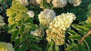 Сортовые особенности гортензий Пиксио, Бонфаер, Скайфол подтвердил свою сортность и многие другие