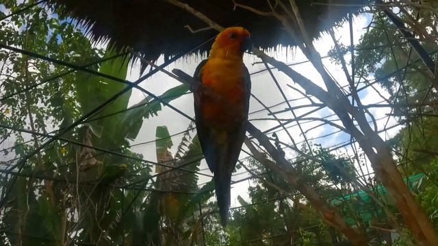 birdwatching in cebu safari adventure park