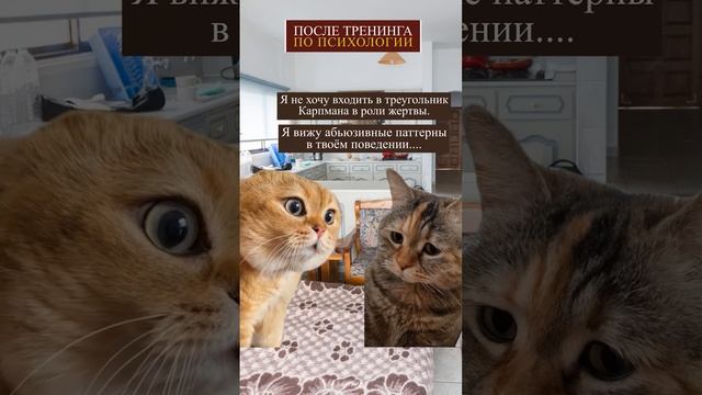 После тренинга по психологии.  #котики #приколы #тренды