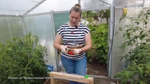 МУРАВЬИ В ТЕПЛИЦЕ ПРОПАЛИ ВМИГ - РАССТАВИЛА ЭТИ ПРИМАНКИ. КАК ИЗБАВИТЬСЯ ОТ МУРАВЬЕВ В САДУ