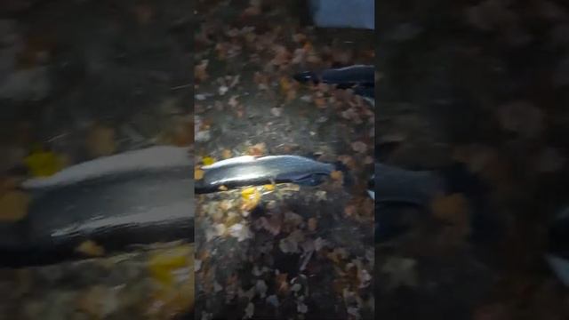 Мензелинск 2020 осень смотреть онлайн