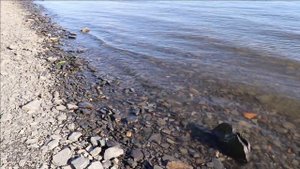 Звуки природы Сибири слушать 1 час. Плеск речных волн для вашего отдыха