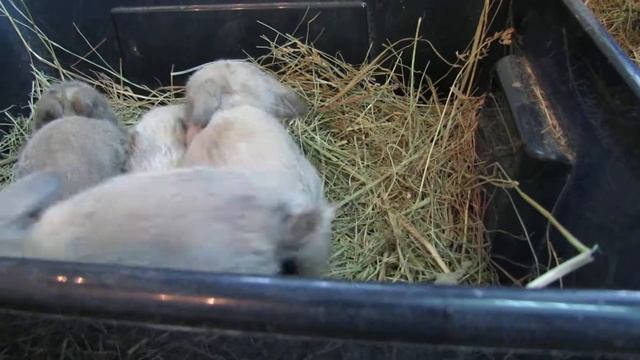 Маленькие крольчата - это интересно