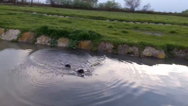 Ягды в Оружбе смотреть онлайн