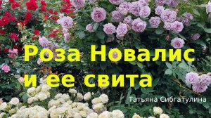 Розы. Композиция: роза Новалис, роза Пастелла, роза Лорена Сомерхауз