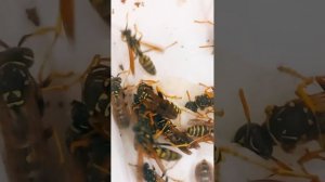 КТО ТАКИЕ ОСЫ ПОЛИСТЫ, ПАРАВЕСПУЛА, ВЕСПА, ШЕРШНИ? Vespidae Polistes Paravespula Vespa velutina WAS