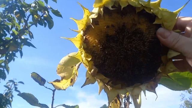 Мой участок в сентябре. смотреть онлайн