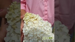 Окрас метельчатой гортензии. Зачем нужен магний .