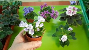 Продажа фиалок из Рыбинска! Предлагаю излишки своей коллекции! 19.06.2024г.