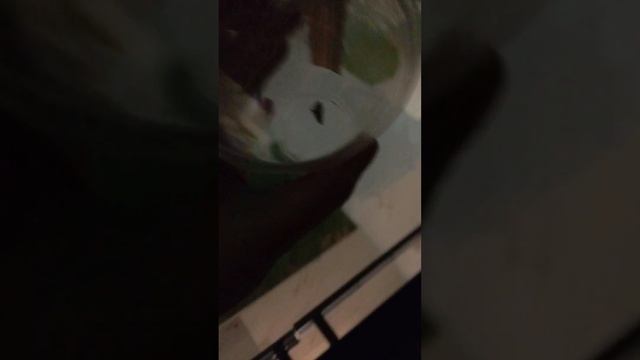 Ночная бабочка залетела смотреть онлайн