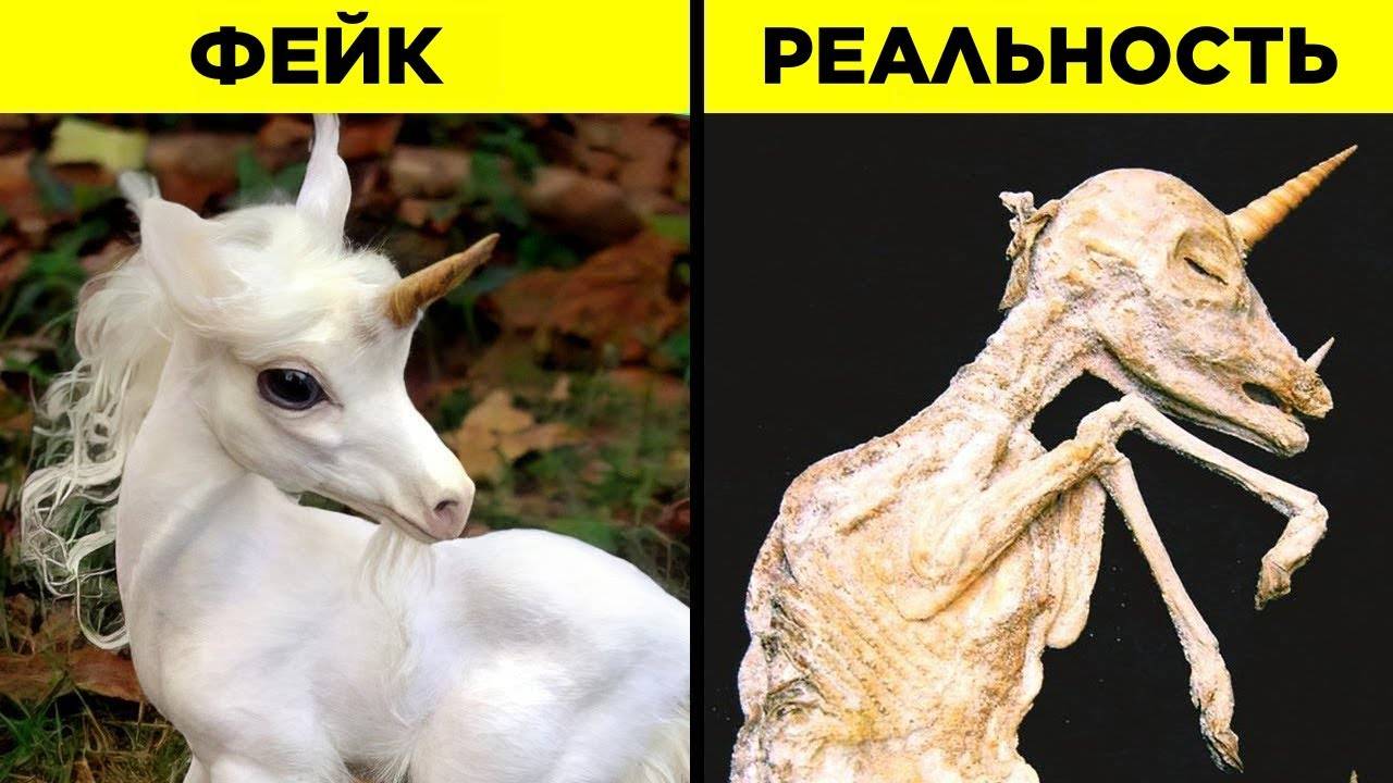 Мифические Животные, Которые Существуют В Реальности