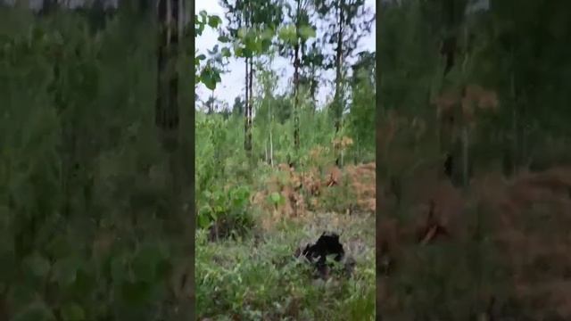 Участки в с. Смоленке, Читинской район, Забайкальский край смотреть онлайн