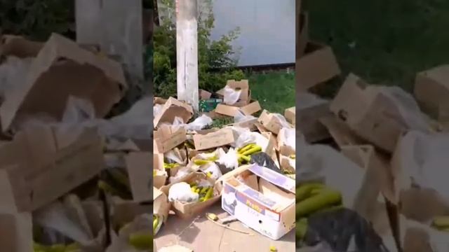 Важная информация возле детской поликлиники на Конституции гора тухлых огурцов 🥒 смотреть онлайн