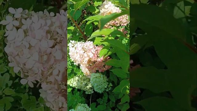 Обзор гортензий с густыми шапками, 3-4 летки, с названиями.Август 24. Старт продаж с 20.09 окс смотреть онлайн