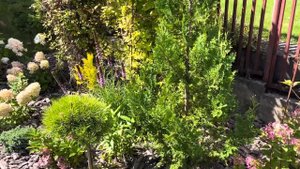 НОВИНКИ В САДУ. ОТ ЕЛИ ПУШ ДО СОСНЫ ГРИН ТВИСТ. И НАШЛА КЕДРОВЫЙ СТЛАНИК ДЖЕДДЕЛОХ