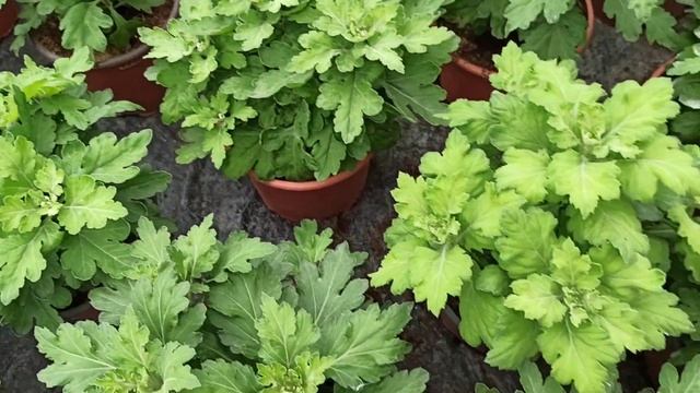 Как бабочки вредят хризантеме? Чем и как обработать? Как спасти? смотреть онлайн