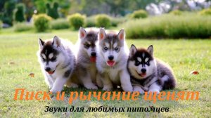 Рычание щенят звуки для любимых питомцев.