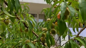 #Абхазия - «Все включено» по Абхазски! Вот это мы попали! Цены на отдых - Отель «Страна души» Сухум