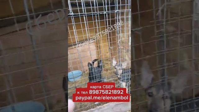 Малыши Ирма и Ремм ждут родителей ❤️