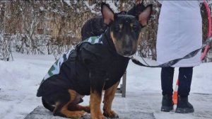 Догтренинг 694. Тяжело в учении.... Активные щенки минибуля, добермана, голдена и папильона.