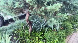 ПРОГУЛКА ПО ГОРОДУ ГЕЛЕНДЖИК ! РАСТЕНИЯ НА ЮГЕ, от КИПАРИСА до ГИБИСКУСА