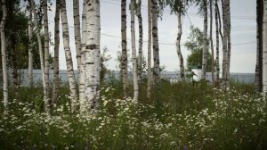 Атмосфера КП Графская усадьба