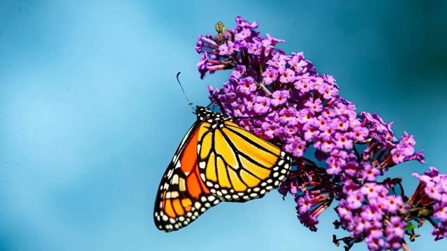 От хорошей жены муж из дома уходить не будет! - кричала свекровь. Но невестка улыбнулась, ведь... смотреть онлайн