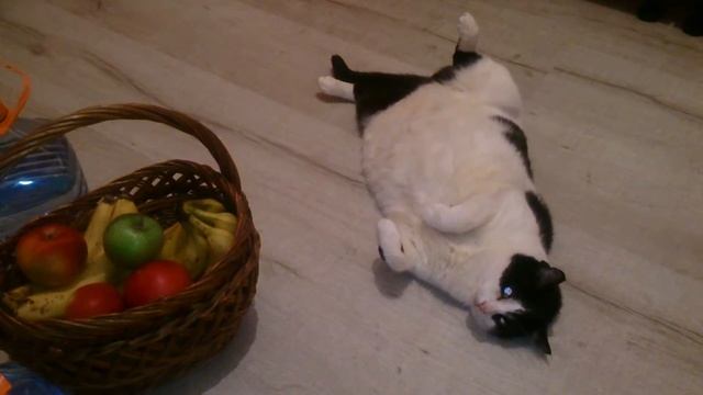 МУСЯ, пошевели лапкой 2 смотреть онлайн