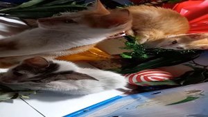 Какая удача, что тебе эта квартира досталась по наследству Я перееду туда, а свою отдам дочке