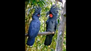 Самые дорогие попугаи в мире