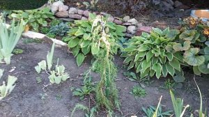 Засушливый сентябрь. Обзор сада