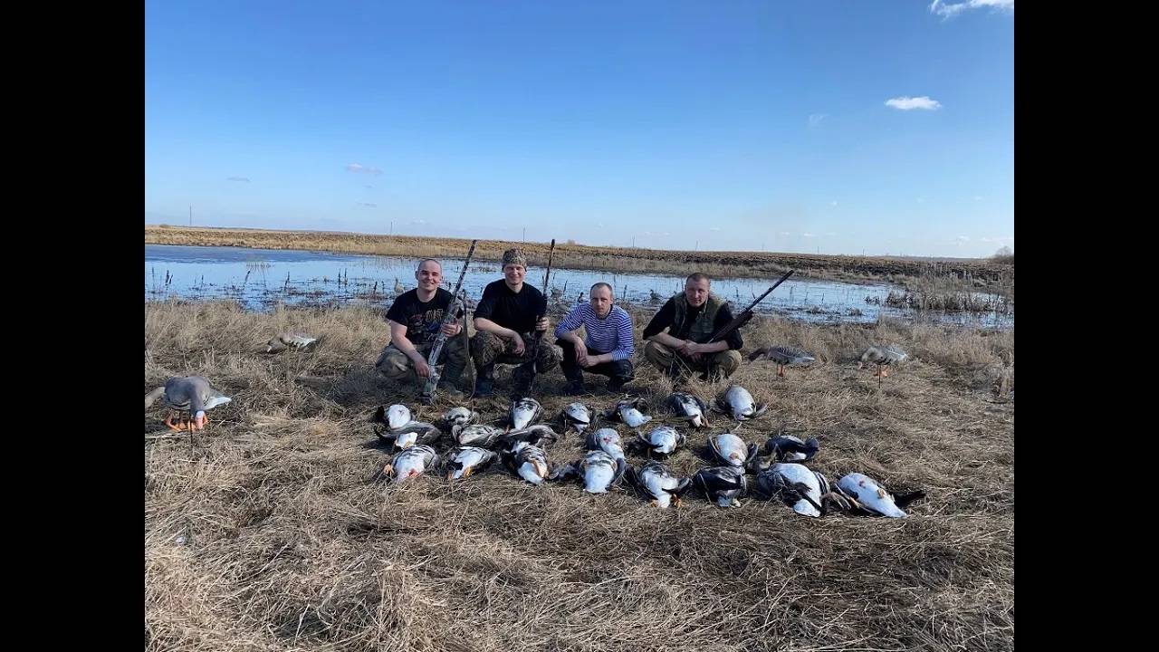 охота на гуся 2021. Охота на гуся в Беларуси 27.03.21 и 3.04.21. Гусь 2021. Goose hunting. смотреть онлайн