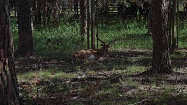В Беларусь на пару дней. Лоси и лучшее мороженое смотреть онлайн
