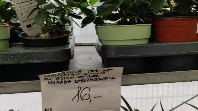 Обзор садового центра в ЩЕЦИНЕ. Садовая керамика и аксессуары.ПОЛЬША. смотреть онлайн