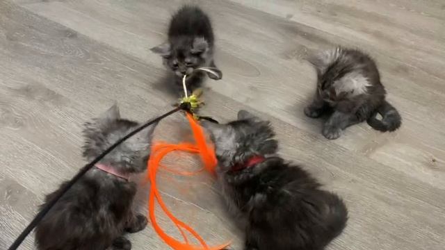 Мама кошка мейн-кун с котятами