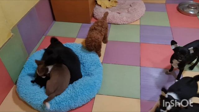 НОВОСТИ ‼️ ПРОВОЖАЕМ В НОВЫЕ ДОМА ЩЕНКОВ ДОМ КАСТРОПУЛО КРЫМ смотреть онлайн