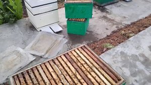 Изоляция матки в зиму. Делаю зимнюю пчелу применяя изолятор Каленова, снимая клеща. √ 1 .