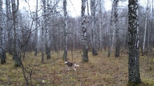 Отличная прогулка с Сибирской хаски в осеннем лесу