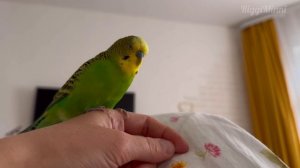 Доброе утро вместе с Антошкой, моим любимым волнистым попугаем ☺️💚💚💚