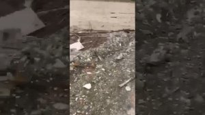 Наводнение.Пластун,Терней Амгу