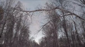 Прогулка по зимнему лесу. Западная Сибирь