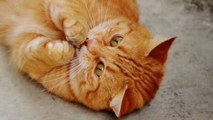 ЭМИГРАЦИЯ КОТА ФАНТИКА (Вы будете смеяться, но это - правда)
